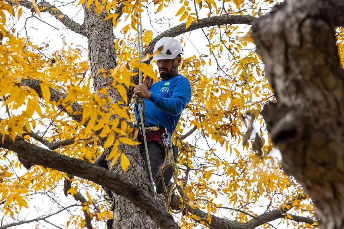 Skilled Tree Pruning crew working in Cooksville